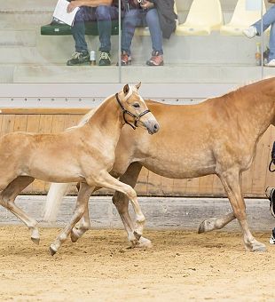 Haflinger Hengstfohlen Stromboli - O
