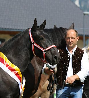 28. Noriker Elitefohlenauktion & Landesfohlenschau