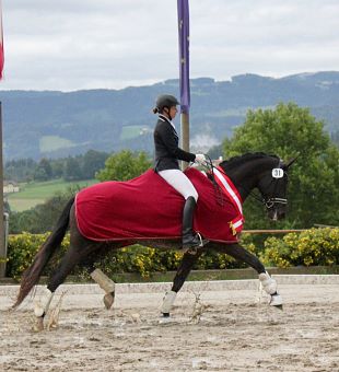 Warmblut Veranstaltungen