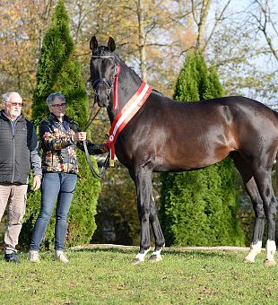 ZG Messner & Windisch aus Klagenfurt - Kärntner Warmblutzüchter des Jahres 2024