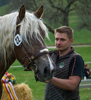 Noriker Stutbuchaufnahme 2026