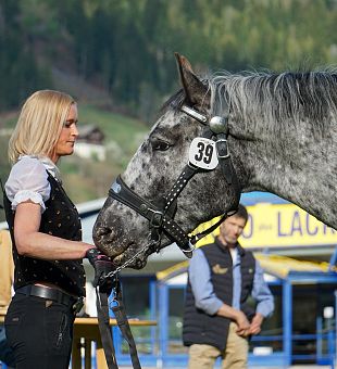 Noriker Stutbuchaufnahme 2026