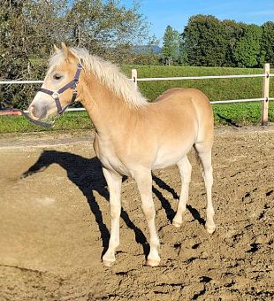 Haflinger Hengstfohlen Stelvio - O