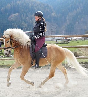 Haflingerwallach nach Monti