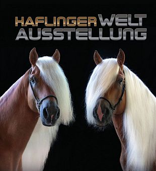 Haflinger Weltausstellung 2025
