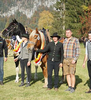 27. Kärntner Leistungsprüfung für Noriker und Haflinger