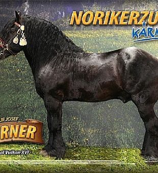 Norikerzucht Josef Thurner