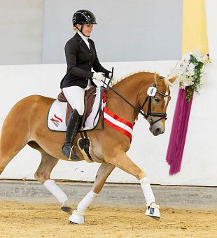 ARGE Haflinger Bundeschampionat 2026
