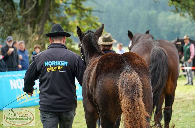 Noriker Hengstfohlenankauf mit Versteigerung