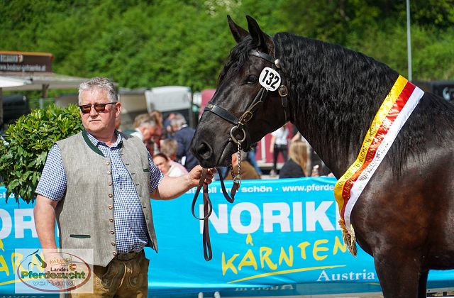 18. Noriker Landesjungstutenschau 2025