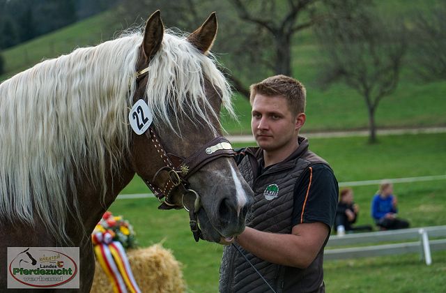 Noriker Stutbuchaufnahme 2026