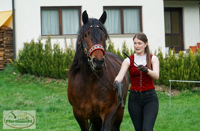 Noriker Stutbuchaufnahme 2026