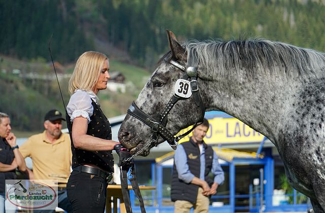 Noriker Stutbuchaufnahme 2026