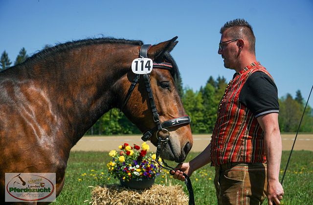Noriker Stutbuchaufnahme 2026