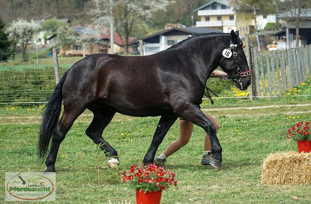 Noriker Verkaufspferde