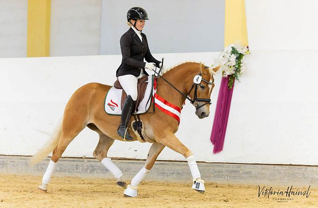 ARGE Haflinger Bundeschampionat 2026
