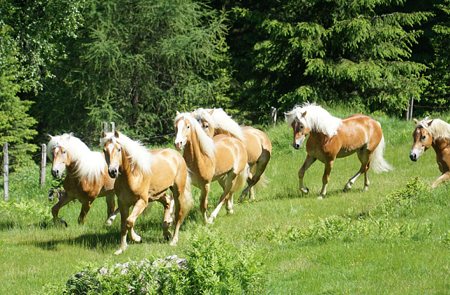 Vormusterung der Junghengste für die ARGE Haflinger Hengstkörung 2024